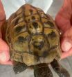 Hermanns : Male approx 49 years old (Eric)